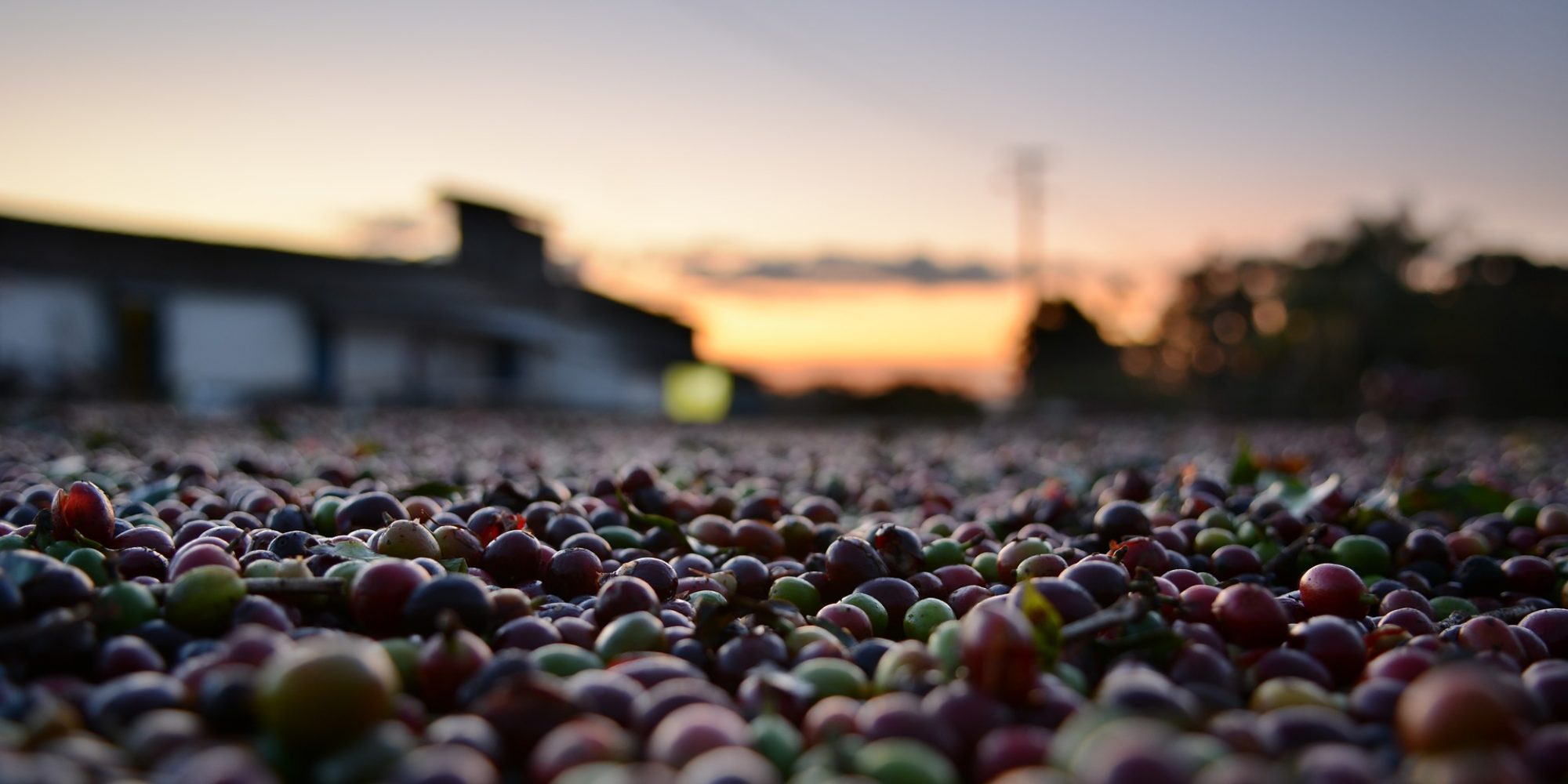 Coffee sustainability: Sussex Uni to host interactive event