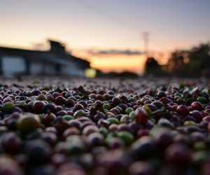 Coffee sustainability: Sussex Uni to host interactive event